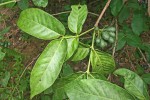 Oxyanthus latifolius