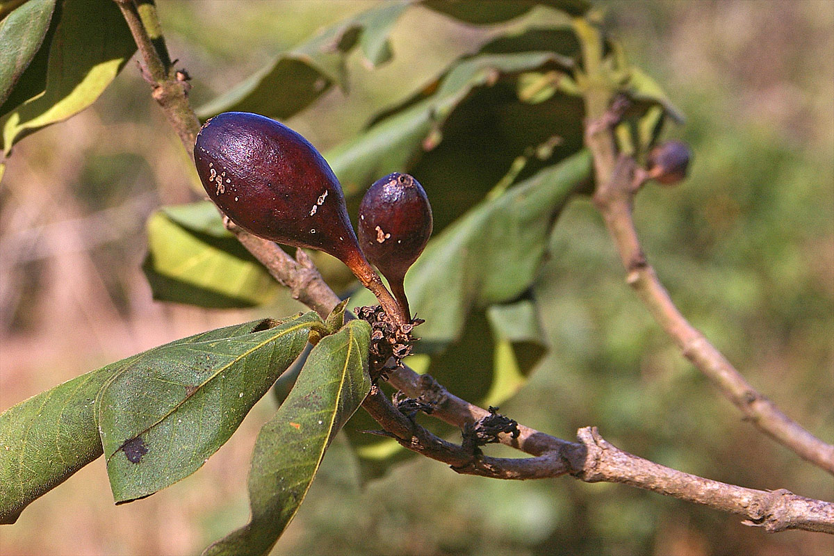 Oxyanthus latifolius