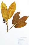 Oxyanthus latifolius