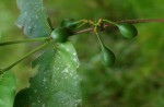 Oxyanthus latifolius