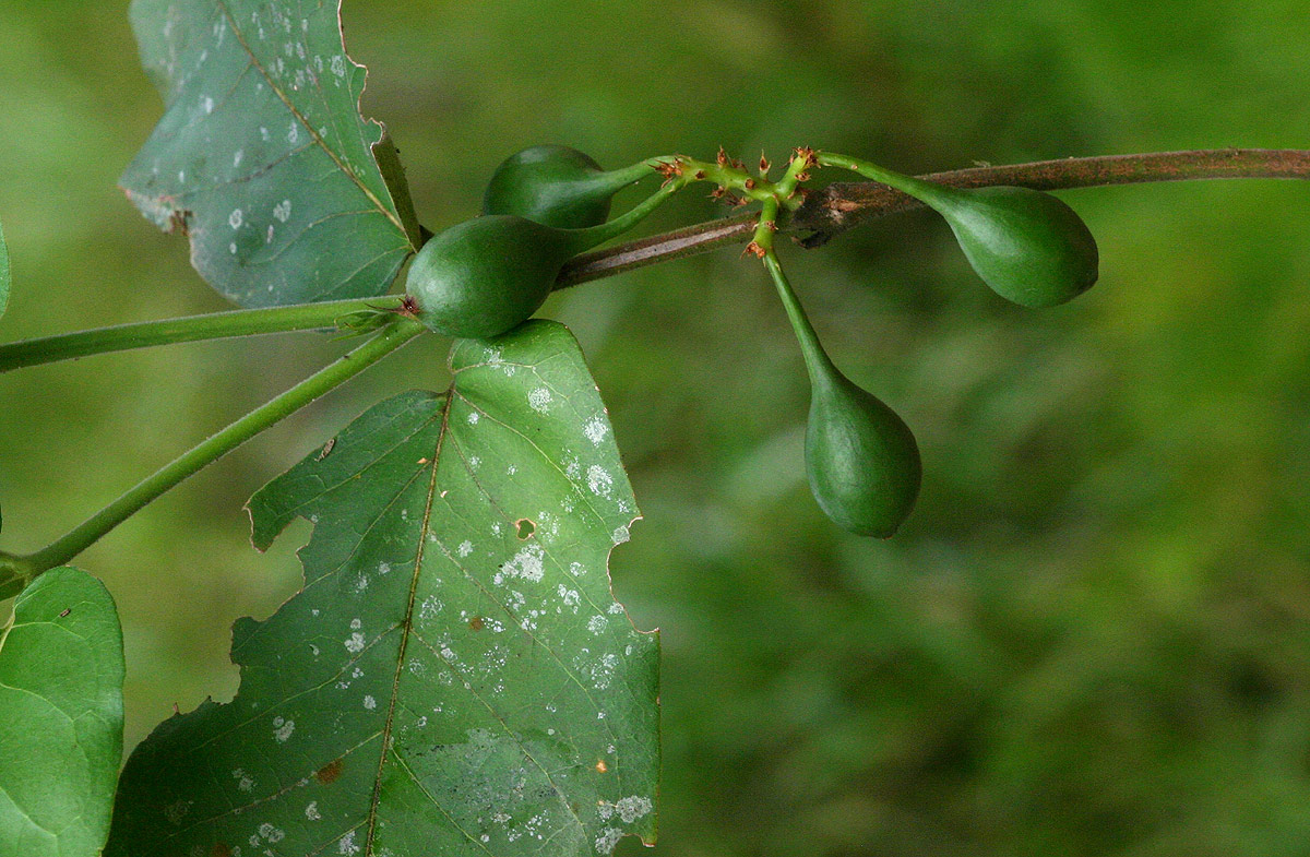 Oxyanthus latifolius
