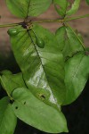 Oxyanthus latifolius