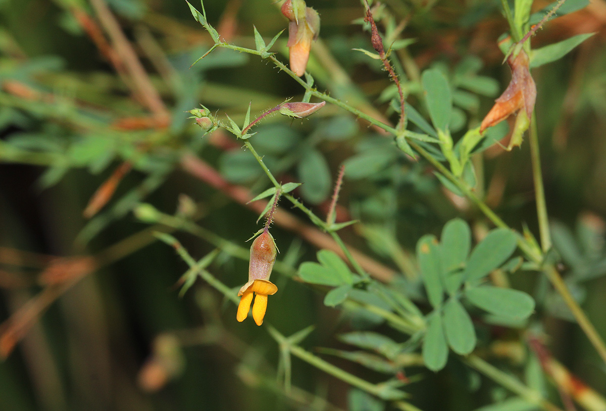 Aeschynomene mossambicensis subsp. mossambicensis