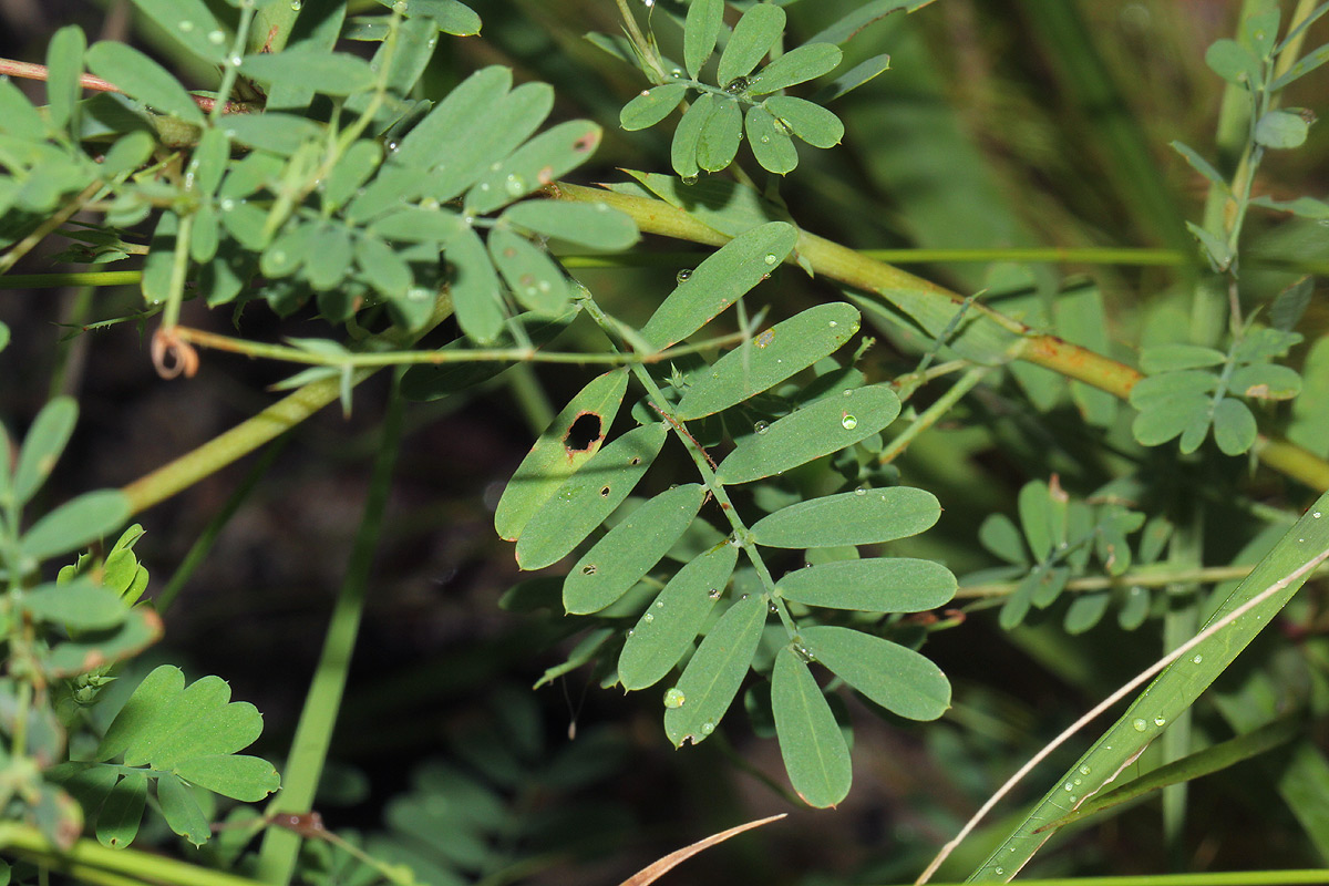 Aeschynomene mossambicensis subsp. mossambicensis