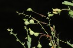 Aeschynomene mossambicensis subsp. mossambicensis