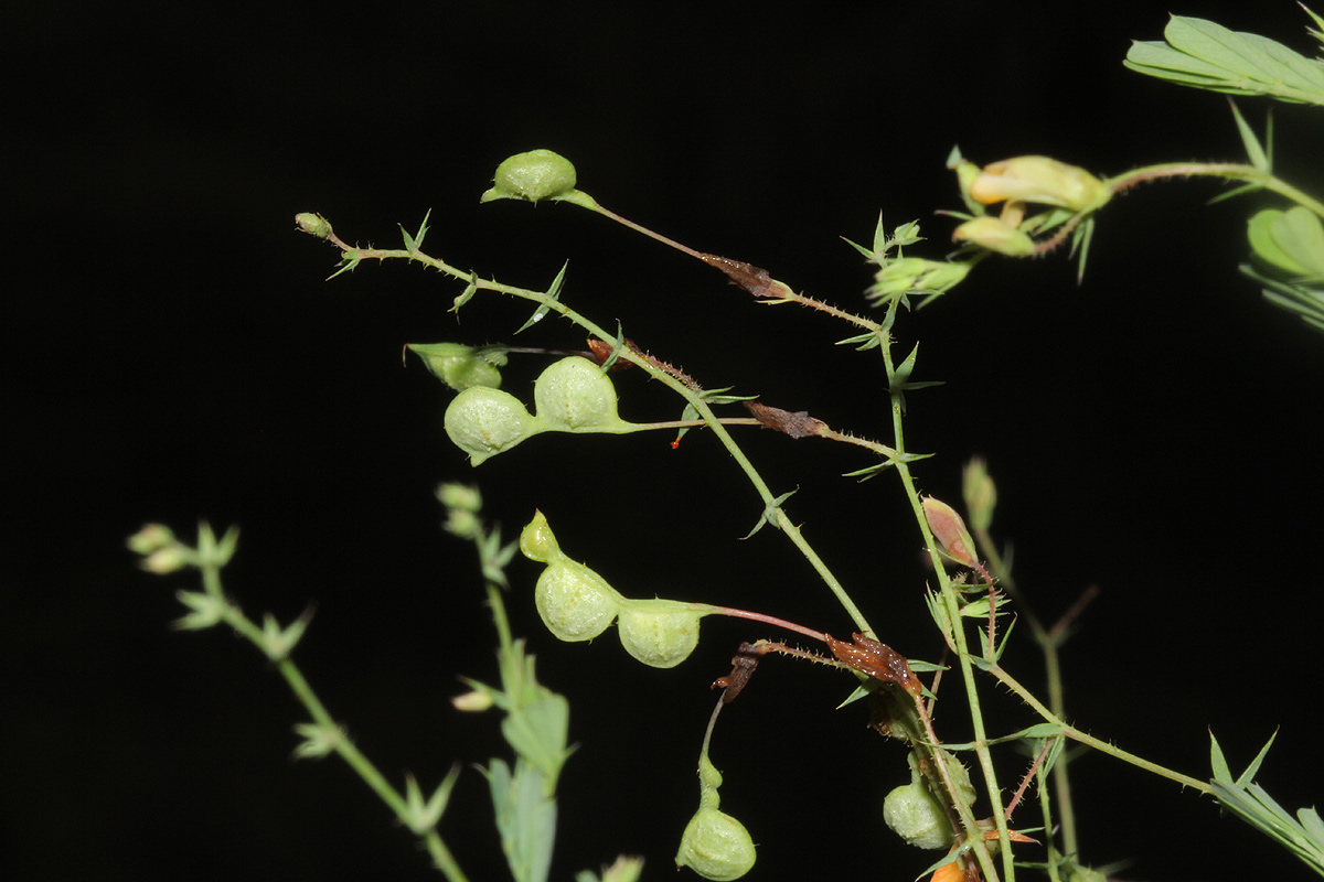 Aeschynomene mossambicensis subsp. mossambicensis