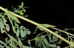 Aeschynomene mossambicensis subsp. mossambicensis