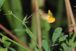 Aeschynomene mossambicensis subsp. mossambicensis