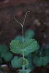 Pisum sativum var. sativum