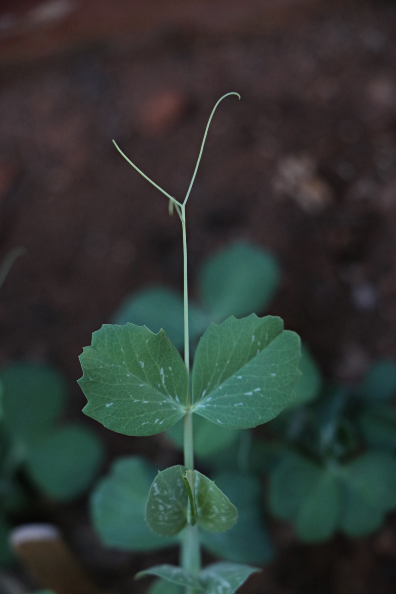 Pisum sativum var. sativum