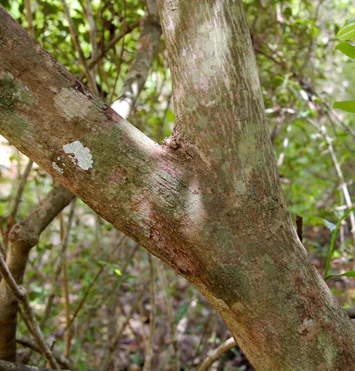 Monodora junodii var. macrantha