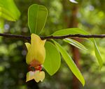 Monodora junodii var. macrantha
