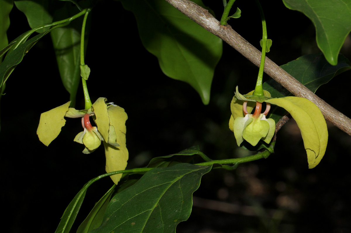 Monodora junodii var. macrantha
