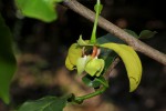 Monodora junodii var. macrantha