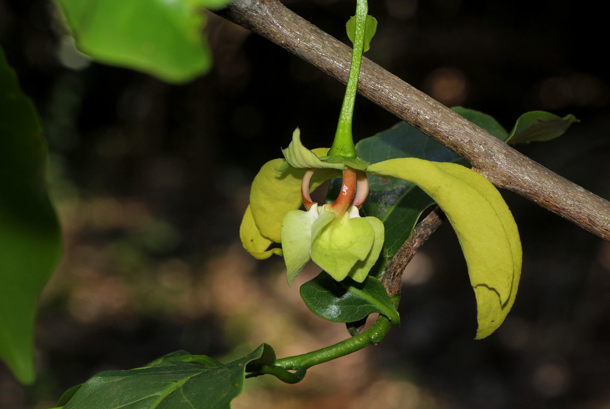 Monodora junodii var. macrantha