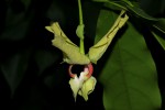 Monodora junodii var. macrantha