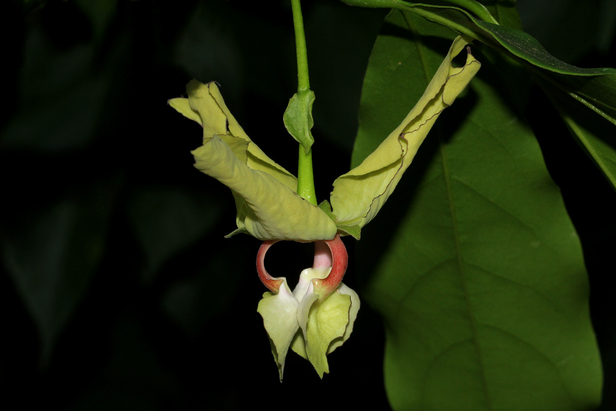 Monodora junodii var. macrantha