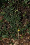 Crotalaria goodiiformis
