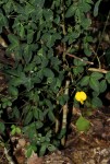 Crotalaria goodiiformis