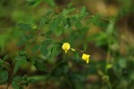 Crotalaria goodiiformis