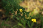 Crotalaria goodiiformis