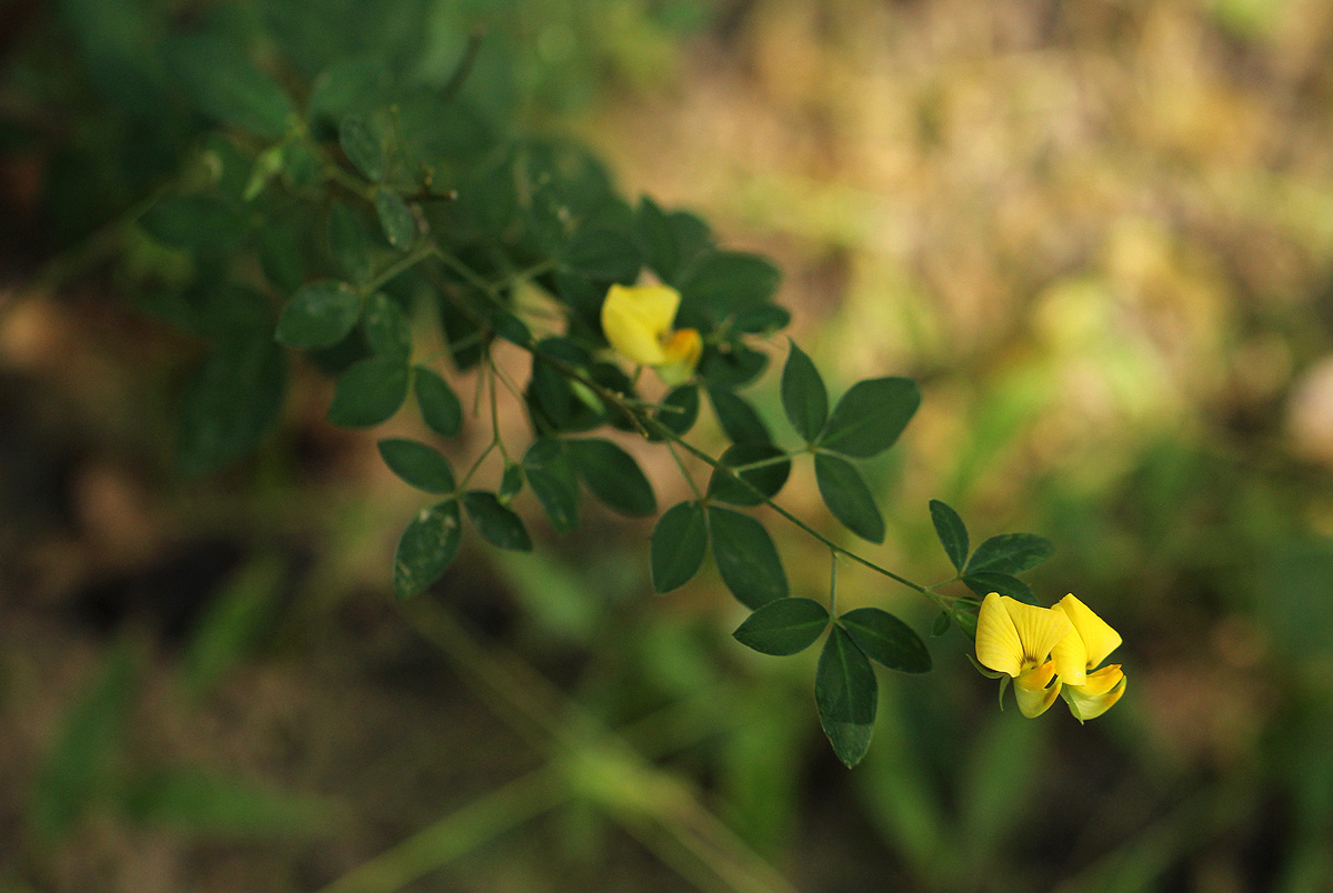 Crotalaria goodiiformis