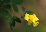 Crotalaria goodiiformis