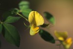 Crotalaria goodiiformis