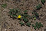 Crotalaria goodiiformis