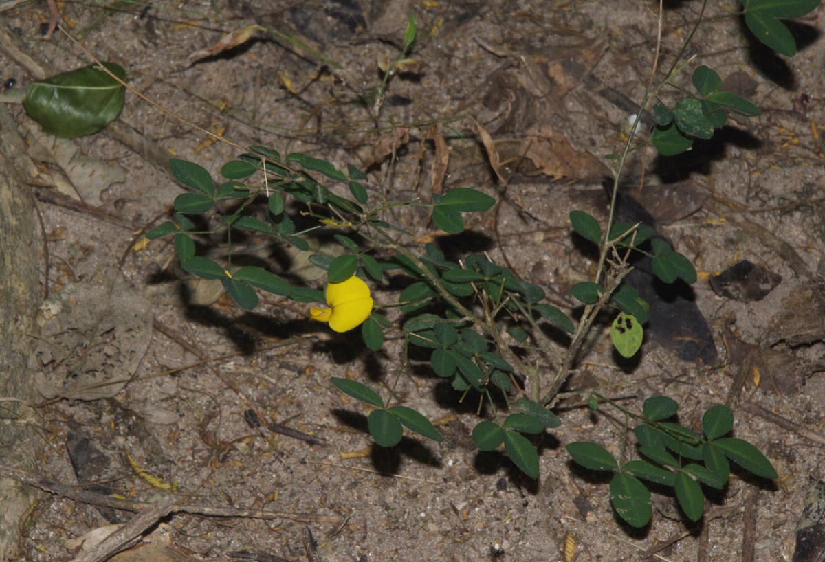 Crotalaria goodiiformis
