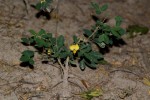 Crotalaria goodiiformis