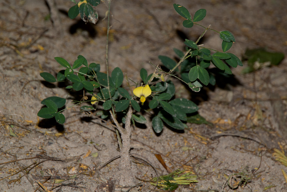 Crotalaria goodiiformis