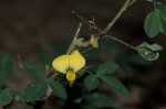 Crotalaria goodiiformis