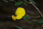 Crotalaria goodiiformis