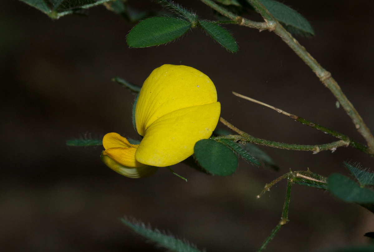 Crotalaria goodiiformis