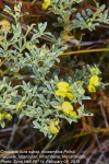 Crotalaria dura subsp. mozambica