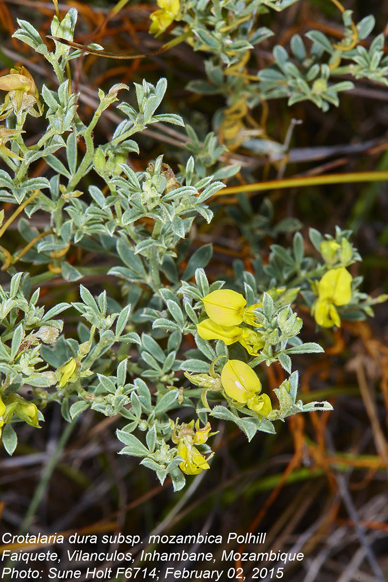 Crotalaria dura subsp. mozambica