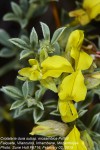 Crotalaria dura subsp. mozambica