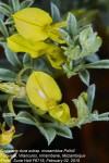 Crotalaria dura subsp. mozambica
