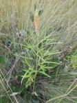 Crotalaria comosa