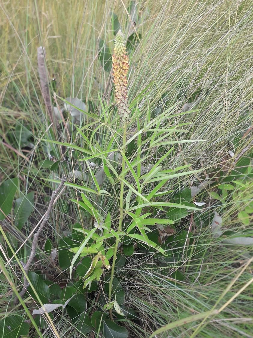 Crotalaria comosa