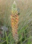 Crotalaria comosa
