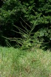 Crotalaria virgulata subsp. forbesii