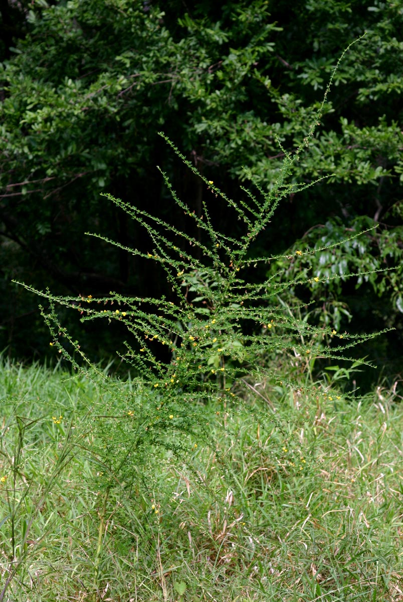 Crotalaria virgulata subsp. forbesii