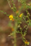 Crotalaria virgulata subsp. forbesii