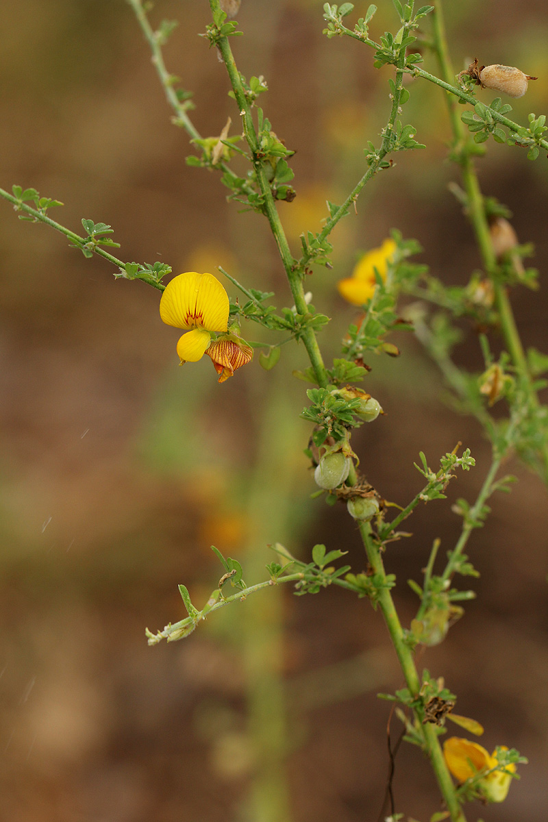 Crotalaria virgulata subsp. forbesii