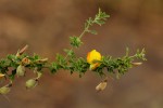 Crotalaria virgulata subsp. forbesii