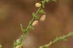 Crotalaria virgulata subsp. forbesii