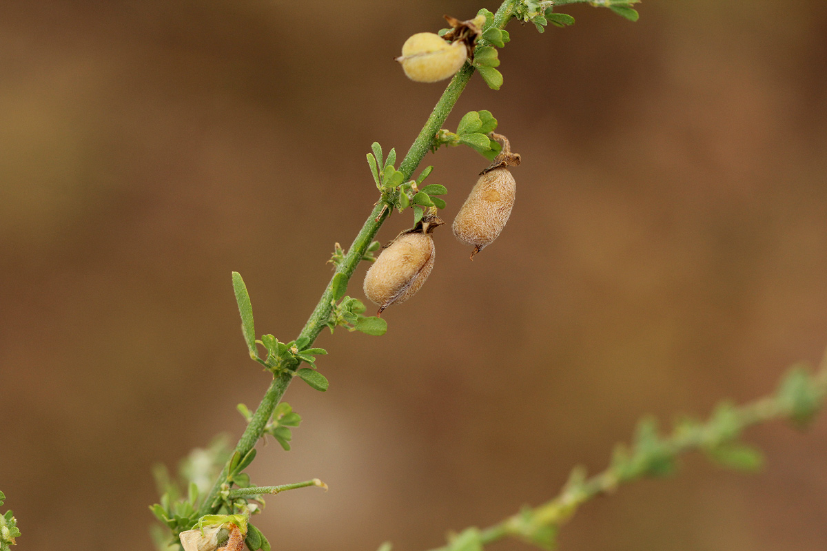 Crotalaria virgulata subsp. forbesii