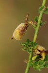 Crotalaria virgulata subsp. forbesii